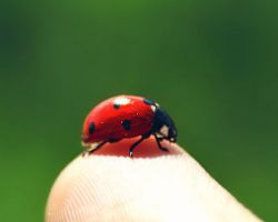 WHAT DOES IT MEAN TO DREAM OF SEEING A LADYBUG